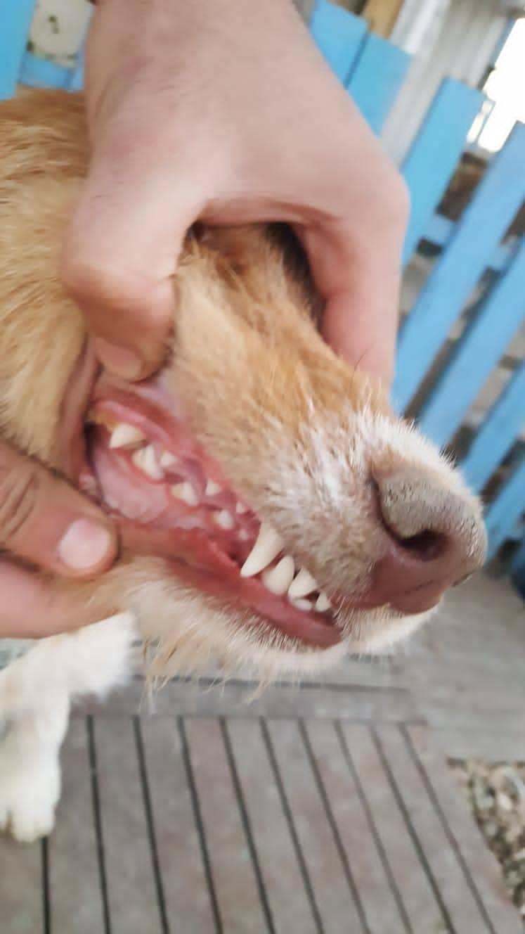 Adeline (fka Clementine)  